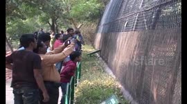  Israel  Mandrills greet indian animal lovers