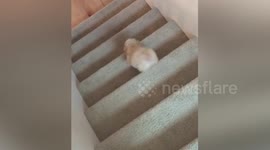 Puppy goes down stairs like a boss