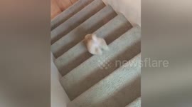 Puppy struggles as he walks downstairs for the first time