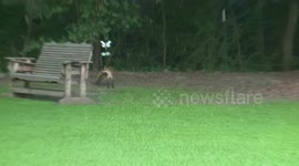 Five red foxes playing in Ponchatoula, LA 
