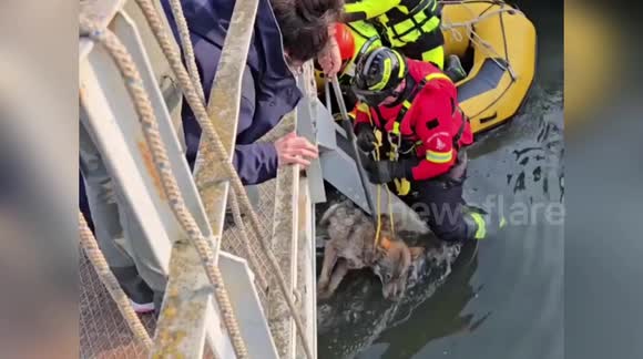 Italy: Firefighters Rescue Trapped She Wolf From Canal - Buy, Sell or ...