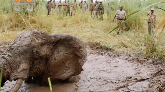 Jumbo problem as elephant gets stuck in mud