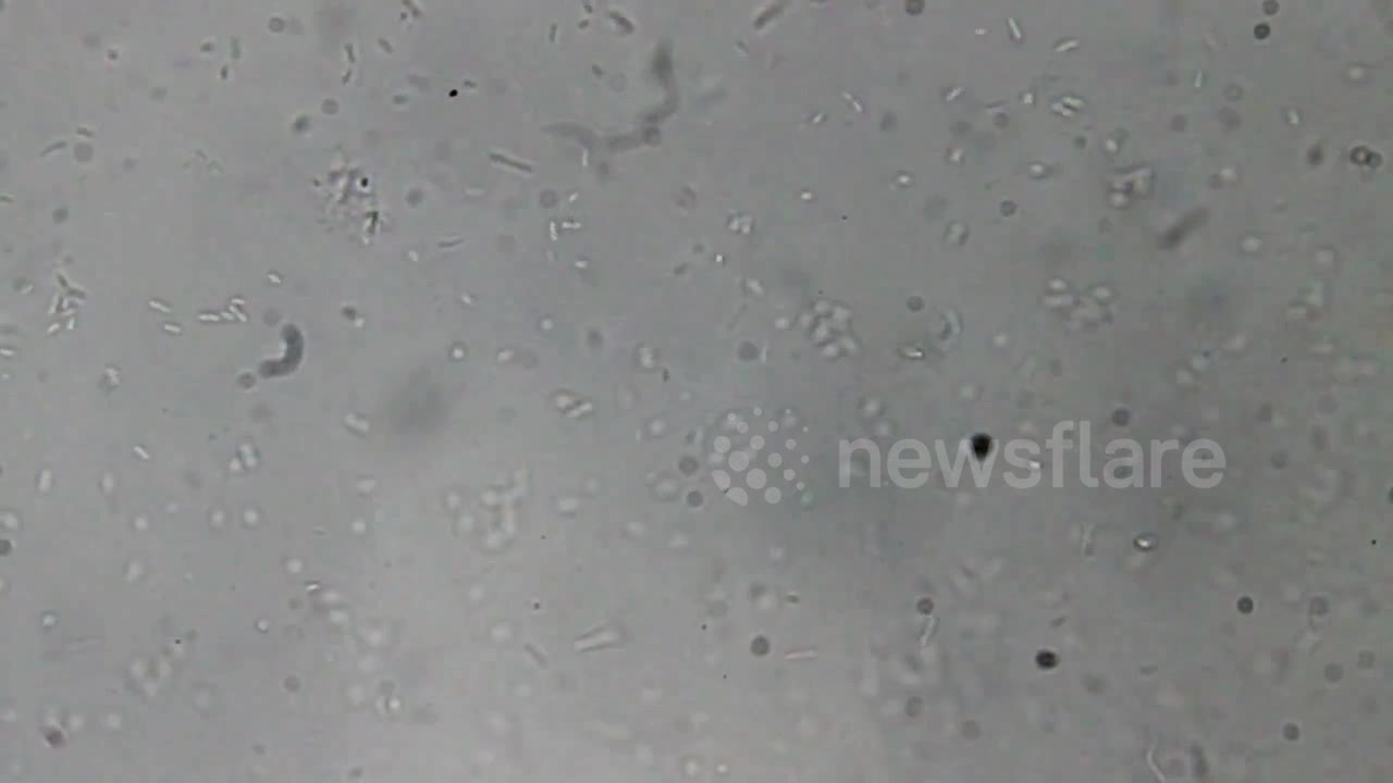 text
