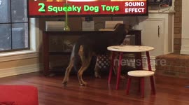 Puppy howls at squeeky toy video