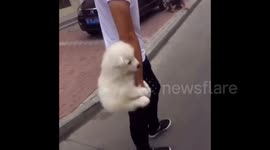 Small Samoyed hangs on owner's arm