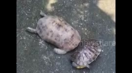 Tortoises engage in feisty fight