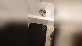 Newsflare Edit - Dog waiting for owner to get some water!!