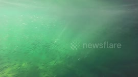 Jelly Fish Coasteering South Wales