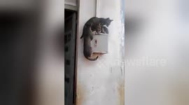 Newsflare Edit - Cats fails to fight for their own place