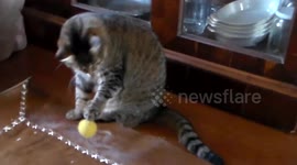 Rooster the cat has some serious ball-handling skills
