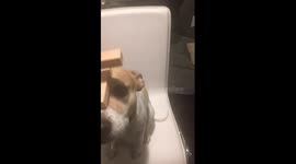 Incredibly patient dog lets owner build Jenga tower on his snout