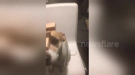 Newsflare Edit - Dog Balances Jenga Game on Snout Trick