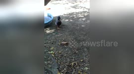 Newsflare Edit - Nibbles 4 months old