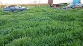 Nibbles waddles through the forest :)