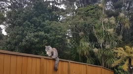 Rufus the Maine Coon Attacked By Birds