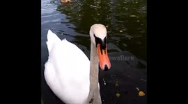 ANGRY Swan at Warmwell Holiday Park