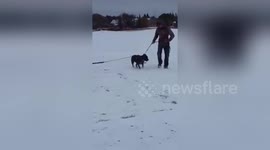 Newsflare Edit - Crazy Pitbull pulls 1 year old girl on a sleigh in the snow during a Canadian winter!!!