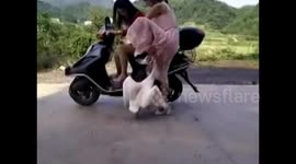 Angry goose stops woman from getting on motorbike
