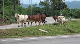 Brahman cattle grazing