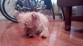 Old Poochie grooming