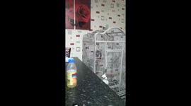 Talking parrot imitates owner's smoker's cough