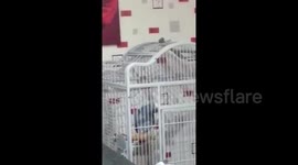 Parrot shouts out obscenities in a hilarious manner