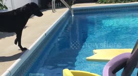 This Dog's pool game is next level