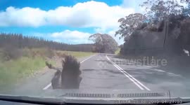 Emu hit by car