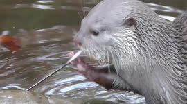 Otter fascinated by feather