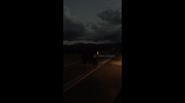 Thirsty cow drinks water from an unusual spot