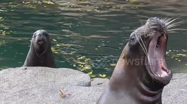 A sea lion duet