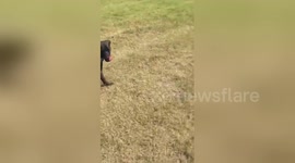 Newsflare Edit - Mans Best Friend: A soldier and puppy reunited!