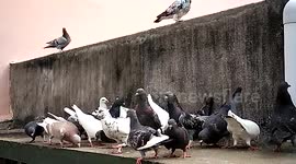 Slow motion taking off of pigeons
