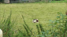 Magpie annoying a cow