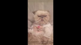 Cat Doing the Mannequin Challenge