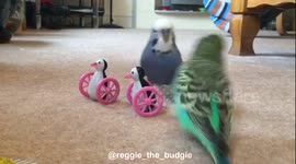Reggie and Oscar wingman - budgie dating tips