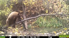 turkey bear rick 24Oct2016
