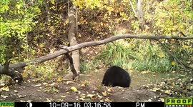 bear black playful and buzzing 9Oct2016