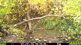 strutting ruffled grouse 2Oct2016