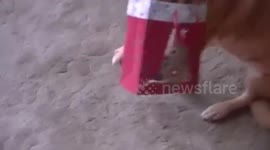 Funny Dog Has Gift Bag Stuck on Head (Video)