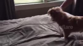 Dog digs for a Bengal Surprise