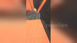 Holiday makers find mouse in rented villa