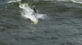 Newsflare Edit - Dolphins playing in the waves