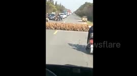 Thousands of ducks queue to cross the road