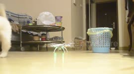 【萌宠日常】这个会飞的怪物什么鬼！