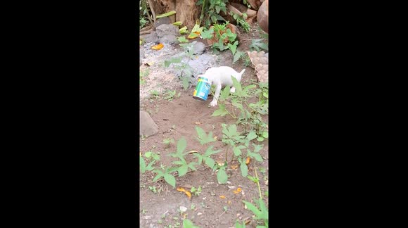 Puppy rescued after head gets stuck in a can - Buy, Sell or Upload ...