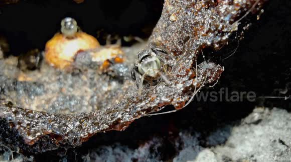 Insecto Gattack Bees select sap from trees to make propolis, a glue that protects the ...