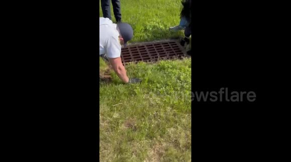 US: NYPD Officers Rescue Eleven Ducklings From Storm Drain At Police ...