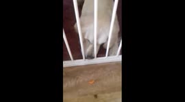 Dog tries to eat carrot through stair gate, fails