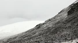Deer stags on rocky slopes in snow along Glen Clunie Aberdeenshire Scotland Nov 2016